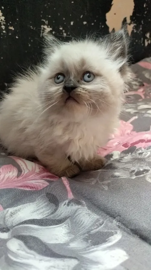 Himalayenn
