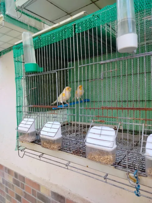 Canaris mosaiques males a vendre