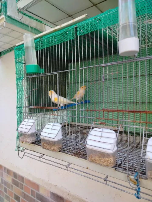 Canaris mosaiques males a vendre