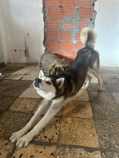 Husky 9