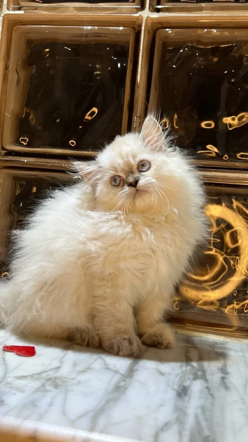 Chat persan femmele
