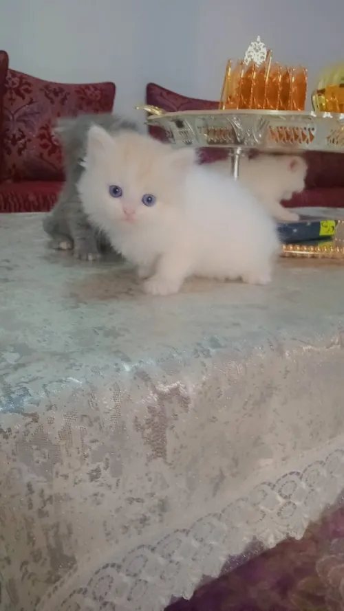 Chatons persan