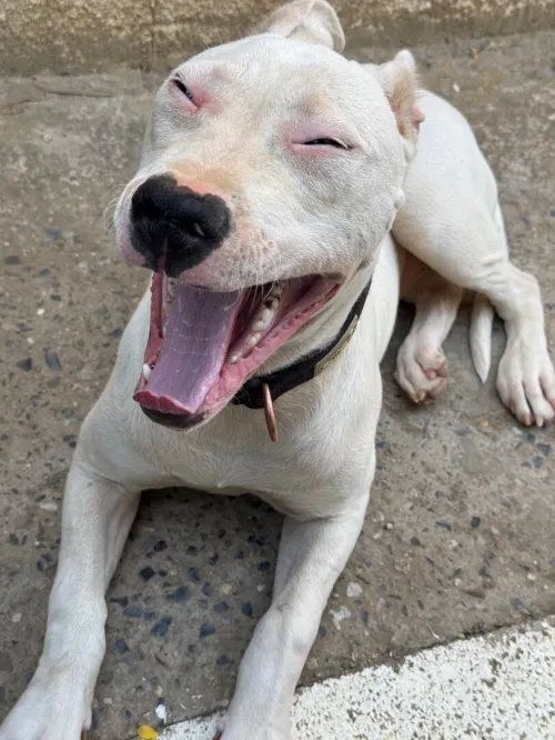 Dog argentin femelle 