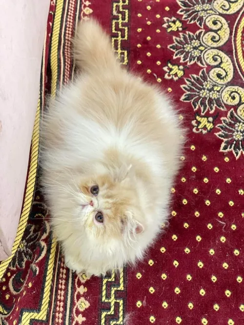 persan bicolor peke face