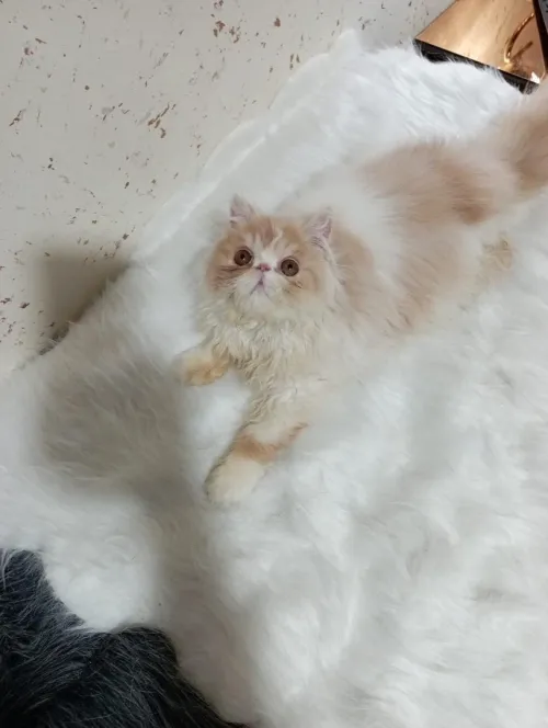 persan bicolor peke face