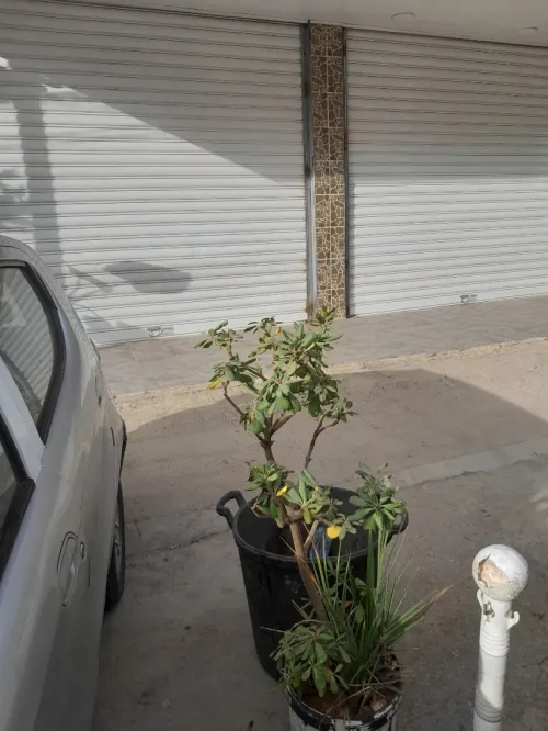Location Local Alger Ain naadja