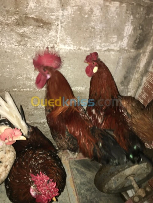 Coq 