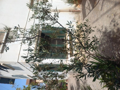 Vente Villa Alger Kouba