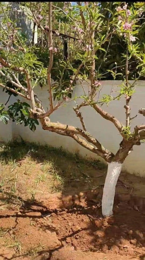 Vente Villa Alger Ain naadja