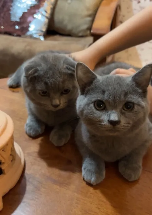 British short hair et scottish fold 