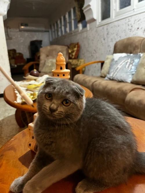 British short hair et scottish fold 