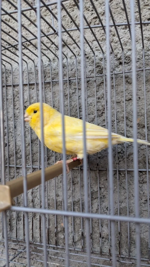 Canari