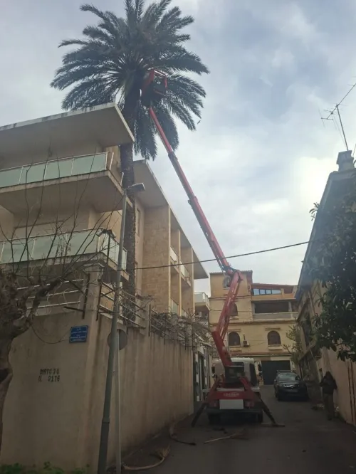 Abattage et taille de tout type d arbres