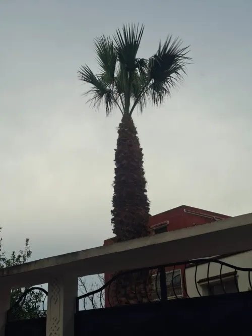 Abattage et elagage et taillage des arbres