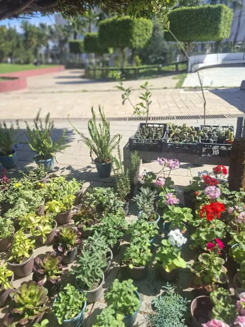 Nettoyage des jardins et abattage et elagage des arbres