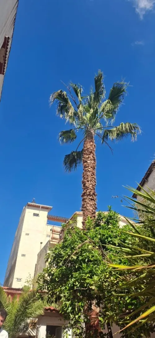 Abattage et elagage et taillage des arbres