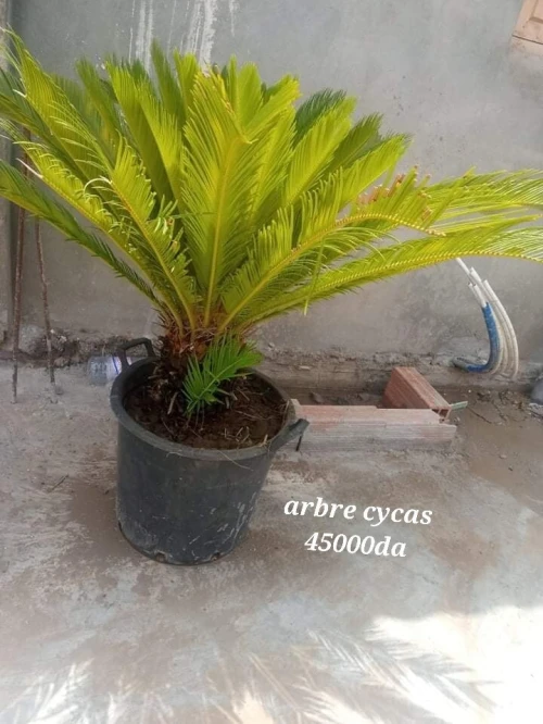 gazon naturel