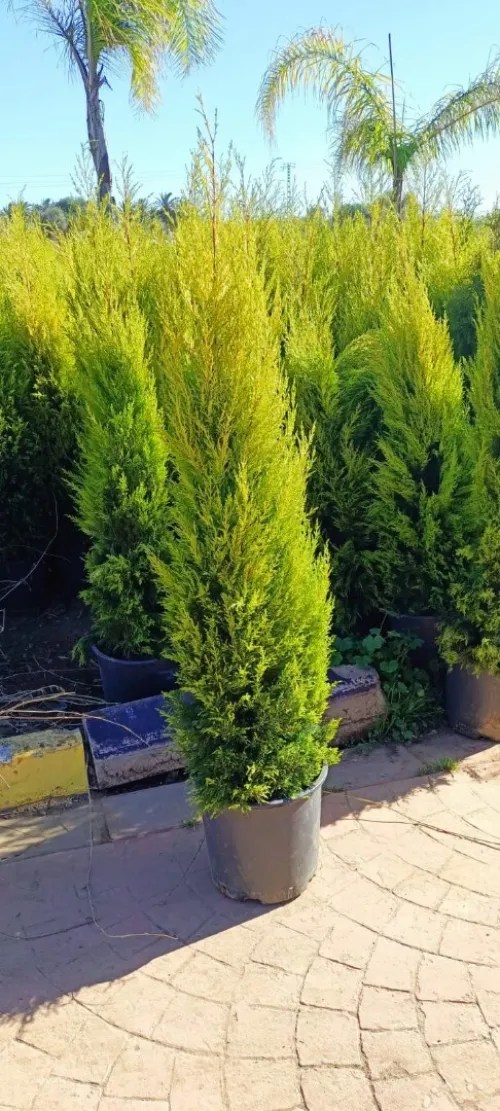 decoration des jardin