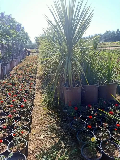 decoration des jardin