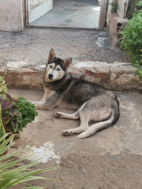 Husky 
