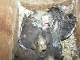 Vent des bébés calopsitte
