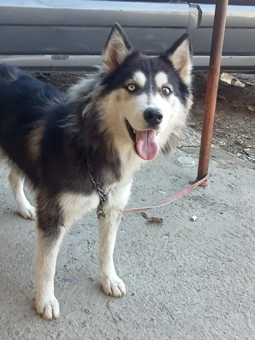 Femelle husky