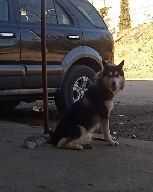 Femelle husky
