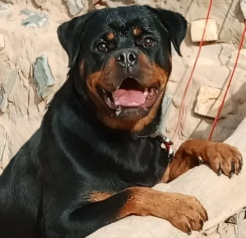 Couple Rottweiler