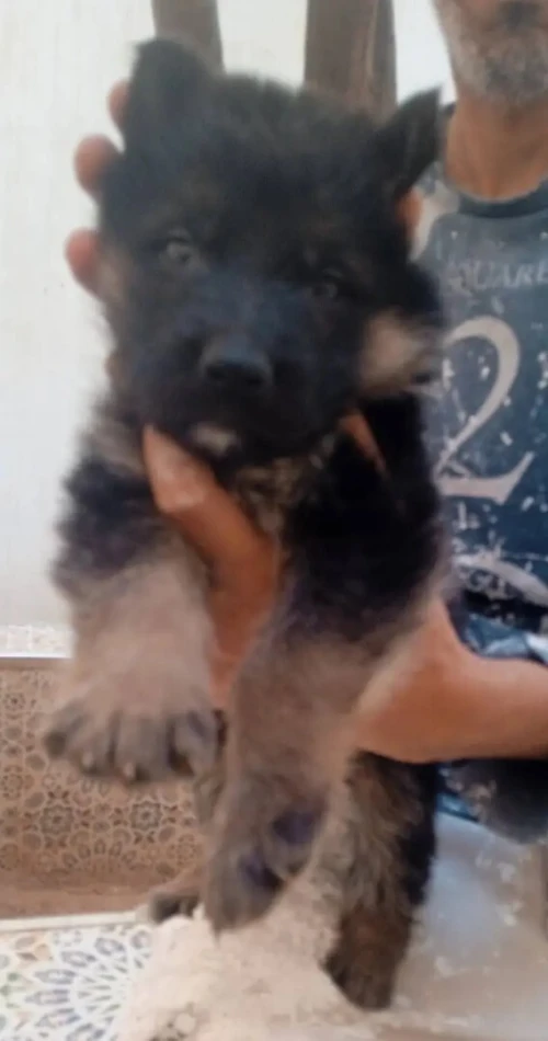 Chien berger allemond