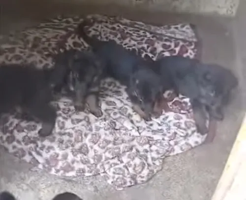 Chien berger allemond