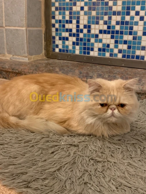 Chat persan femelle 9 mois 