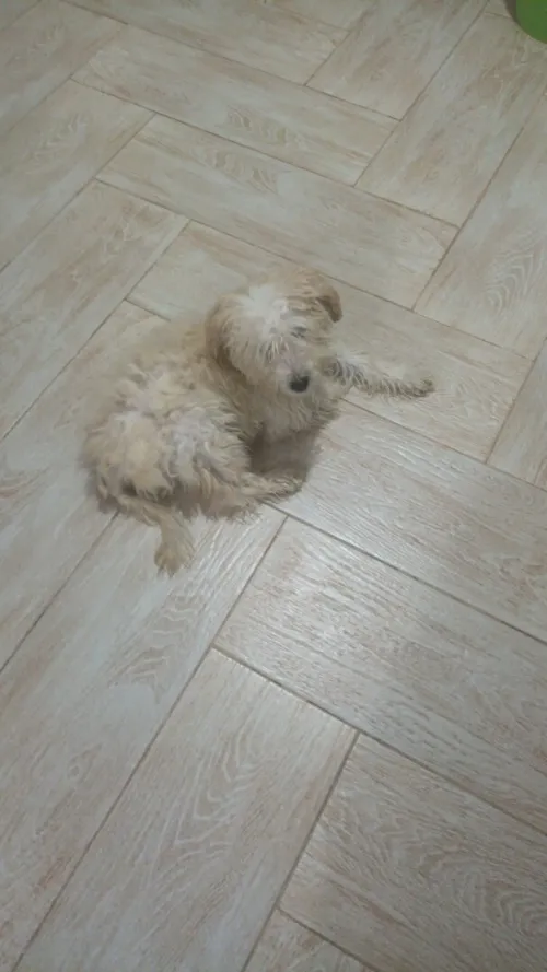 Bichon maltais