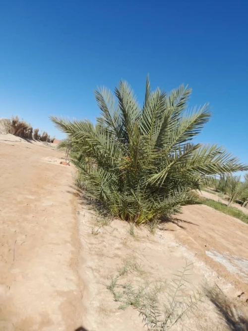 Vente Terrain Agricole Touggourt Megarine