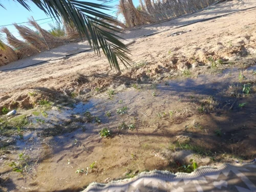 Vente Terrain Agricole Touggourt Megarine