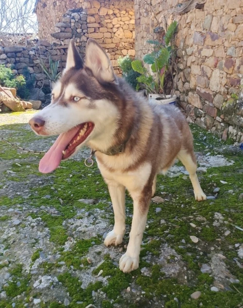Chien husky