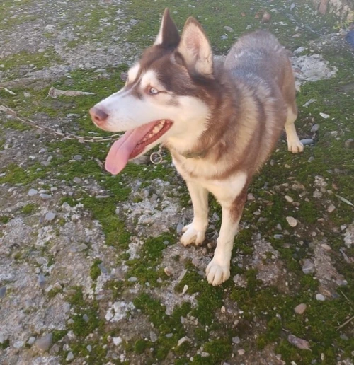 Chien husky