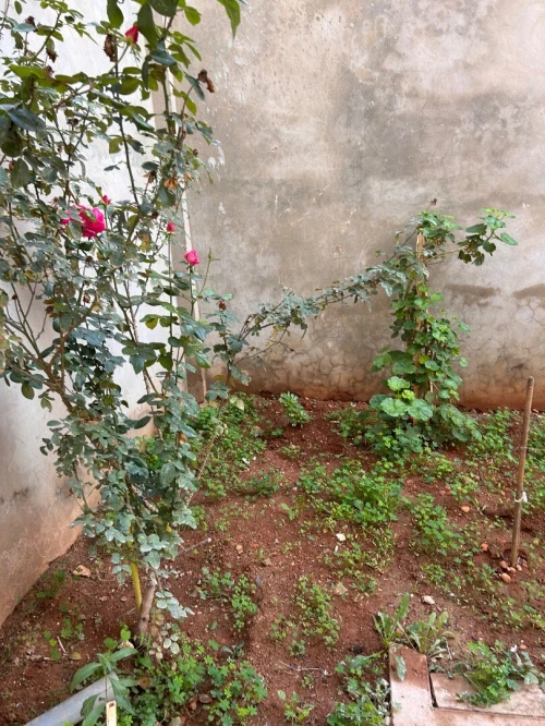 Vente Villa Oran Es senia