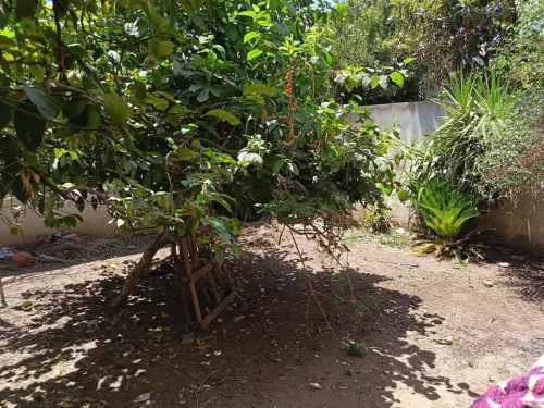 Vente Villa Blida Blida