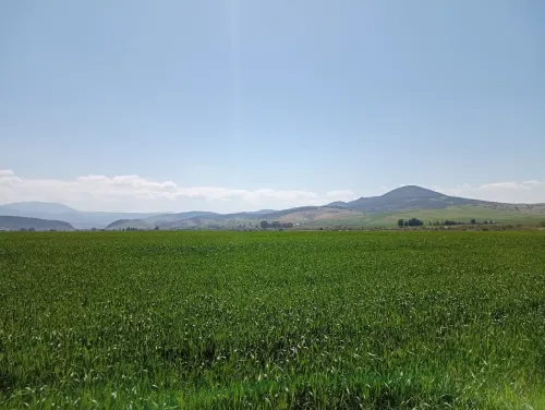 Vente Terrain Agricole Aïn Defla Oued djemaa