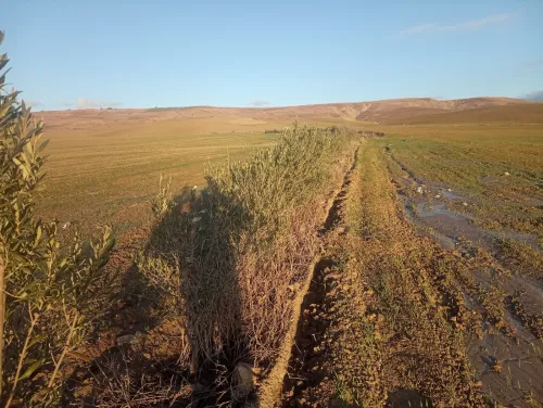 Vente Terrain Agricole Aïn Defla Oued djemaa