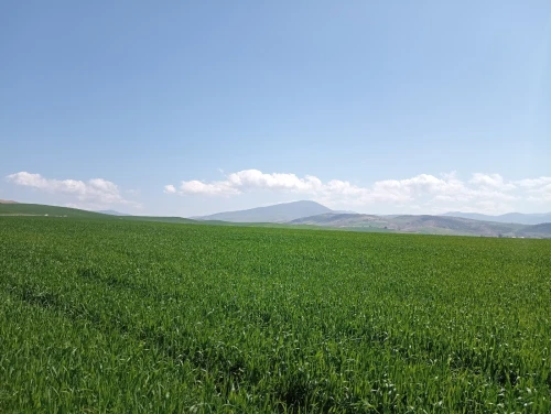 Vente Terrain Agricole Aïn Defla Oued djemaa