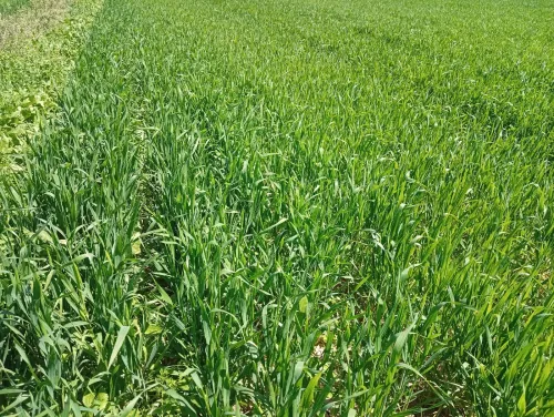 Vente Terrain Agricole Aïn Defla Oued djemaa