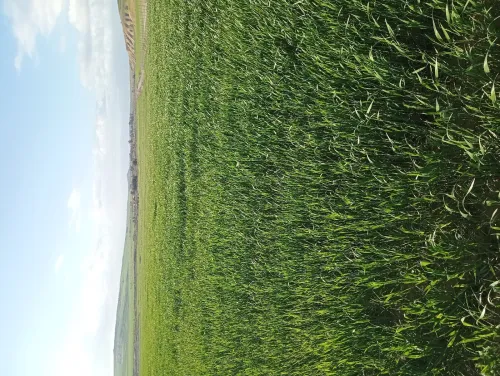 Vente Terrain Agricole Aïn Defla Oued djemaa