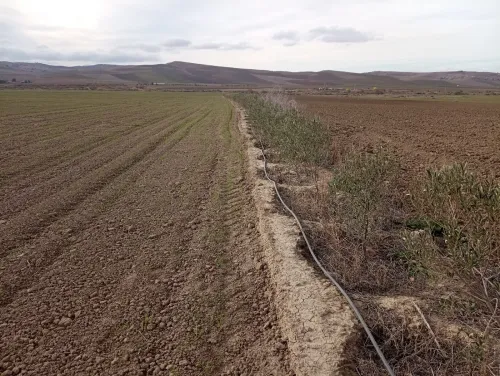 Vente Terrain Agricole Aïn Defla Oued djemaa