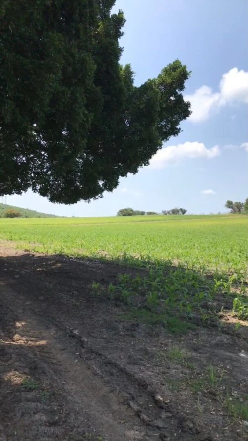 Vente Terrain Agricole Aïn Témouchent Sidi boumedienne