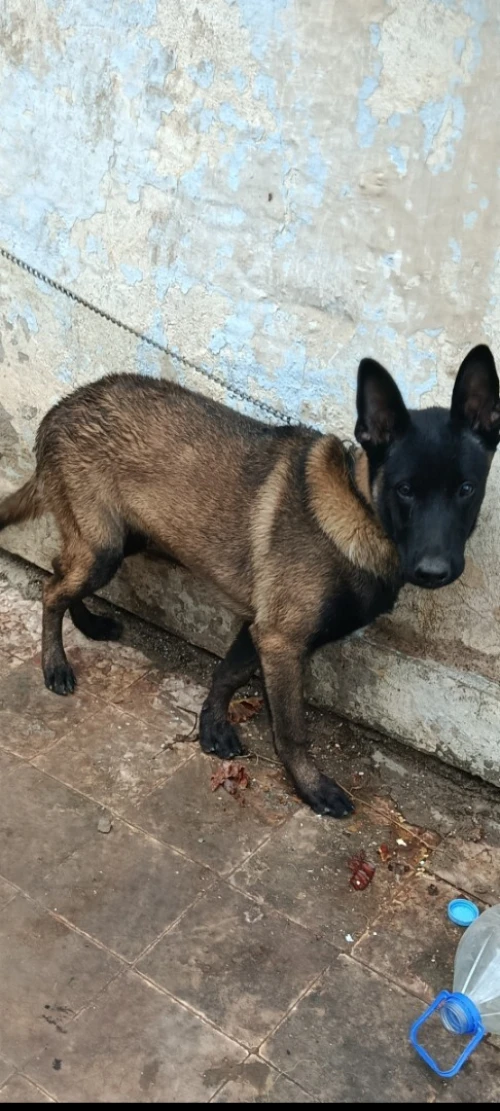 Vend chien Malinois charbonnier 