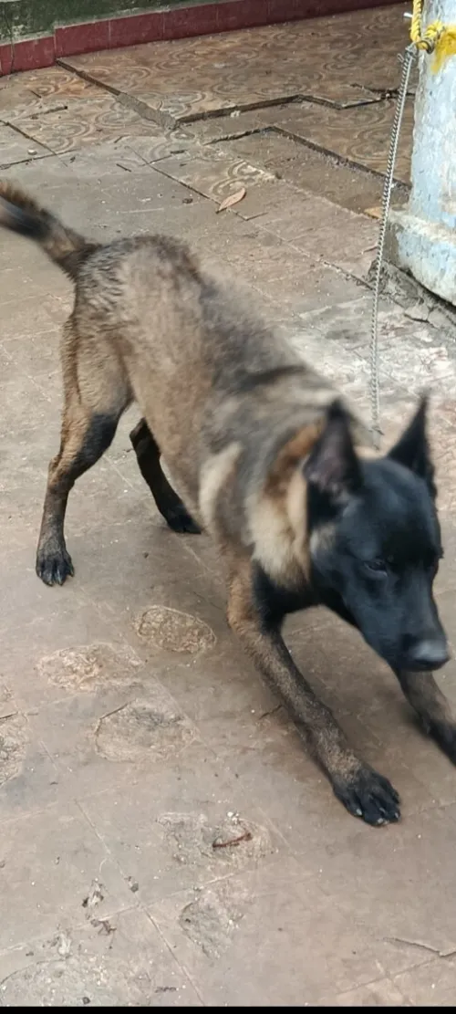 Vend chien Malinois charbonnier 