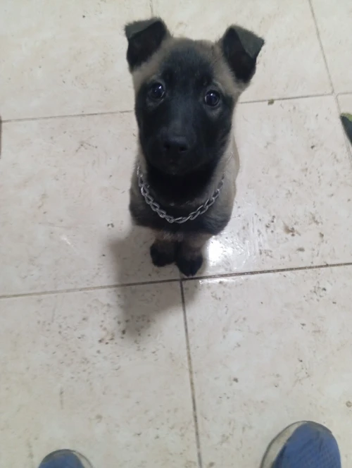 Chiot malinoi