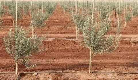 Vente Terrain Agricole Tizi Ouzou Aghrib