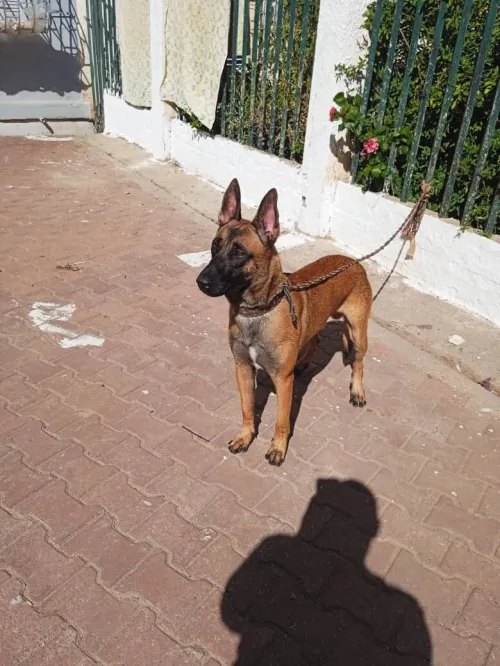 Chien malinois avendre